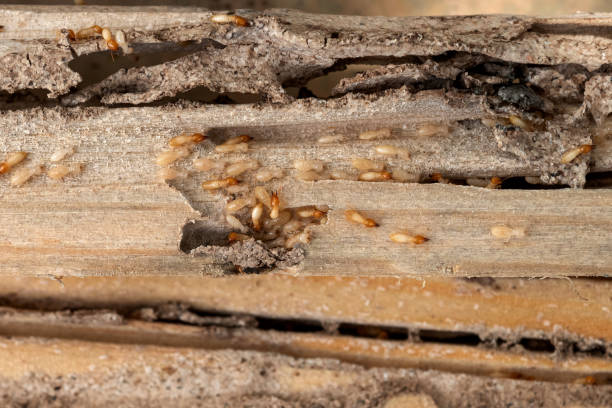 Best Pest Prevention Services  in South Portland, ME